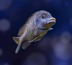 Where does the maingano cichlid melanochromis come from? How To Care For African Cichlids Thefishkeeping Com