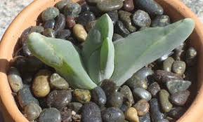 Image result for Hypertelis salsoloides