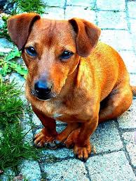 Black And Tan Jack Russell Terrier Dachshund Mix Our Dachshund Jack Russell Mix Jack Russell Pets Animal Lover