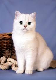 We did not find results for: Silver Shaded British Shorthair Want One American Shorthair Cat Cats Pretty Cats