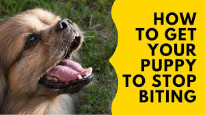 Maybe you would like to learn more about one of these? How To Stop A Puppy From Biting 8 Ways To Prevent Puppies Bite Doggykittyeverywhere