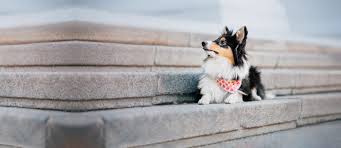› banfield pet hospital coupons 2019. Welcome To Angel Animal Hospital Farmington Hills Veterinarians