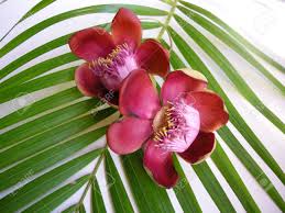 Check spelling or type a new query. Beautiful Exotic And Fragrant Cannonball Flower Is Found In Asia Africa And In South America In Amazon Rainforests Stock Photo Picture And Royalty Free Image Image 5973379