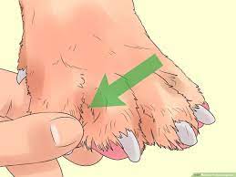 Be aware that not all dogs can get used to dog shoes, and some might have a hard time walking in them. 3 Ways To Protect Dog Paws Wikihow