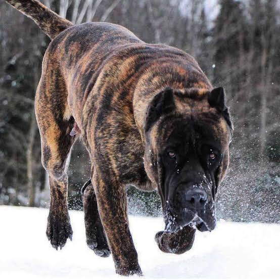 8 Facts You Need to Know Before Buying a Presa Canario
