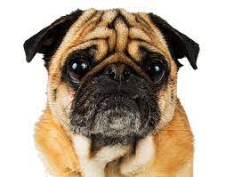 He is good with dogs, quiet, loving little lap dog. Arizona Pug Adoption Rescue Network Aparn Arizona Pug Rescue