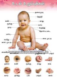 Human body parts pictures with names: Parts Of The Body Chart In Tamil Manufacturer In Madurai Tamil Nadu India Id 1316345