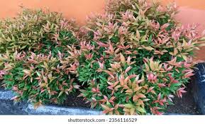 Image result for Eugenia