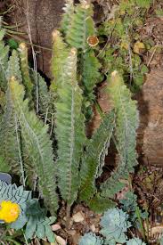 Image result for Pleopeltis  × simiana