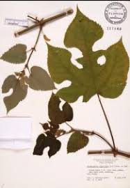 Image result for Maerua friesii