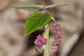 Image result for Urticaceae