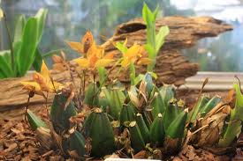 It enjoys a positive trade balance of $34.3 billion after deducting its annual import total of $227 billion from the $262 billion achieved in export. Neuer Thailand Import Bei Orchideen Lucke Orchideenfans Blog