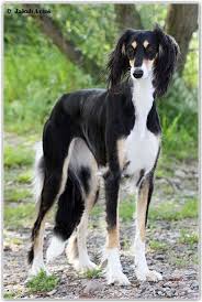 Azira Yrtep Azira Yrtep Dog Breeds Saluki Dogs Borzoi Dog