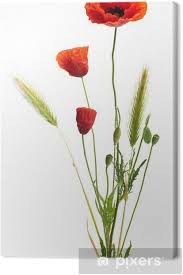 Voir plus d'idées sur le thème coquelicots, peinture fleurs, peinture. Tableau Sur Toile Image D Un Coquelicot Sur Un Fond Blanc Bouquet Champetre Pixers Nous Vivons Pour Changer