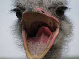Bird With Big Mouth And Eyes 10 Bird Facts That Sound Fake But Are True Scary Birds Bird Facts Animals And Pets