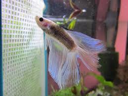 Didn't i do it for you? Betta Changing Color Myfishtank Net Forum