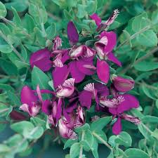 Image result for Polygala engleri