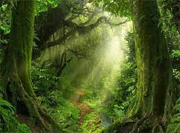 How We Re Zooming And Escaping While Stuck Inside Forest Backdrops Jungle Photography Jungle Wall Mural