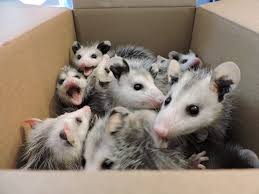 Atlanta Wild Animal Rescue Effort These Nine Little Opossums Will Receive The Best Of Care Until They Are Old Enough To Baby Opossum Baby Possum Baby Animals