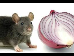 Best Homemade Rat Trap You Will Be Surprised Youtube Rat Traps Homemade Mouse Traps Rat Trap Diy