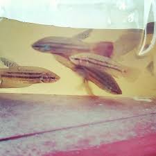 Breeder and importer of wild betta from thailand and southeast asia. Wild Betta Betta Imbellis My Aquarium Club