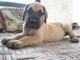 Great Dane Puppies For Sale In Hyderabad Zoe Fans Blog Dane Puppies Great Dane Puppy Great Dane