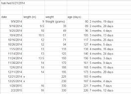 28 conclusive beardie food chart