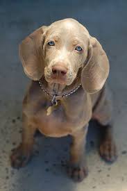Lucy In The Sun Baby Dogs Weimaraner Puppies Cute Dogs