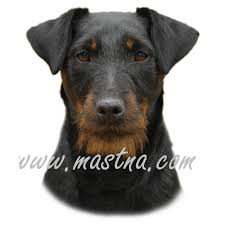 Image result for jagdteriér