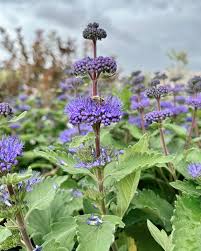 Image result for Caryopteris odorata