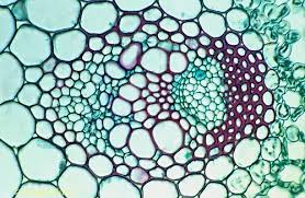 Onion cells at the microscope. U T K U Tun On Twitter Microscopic Plant Cells Membrans Organic Structure Interface Pattern Texture Figure Oruntu Desen
