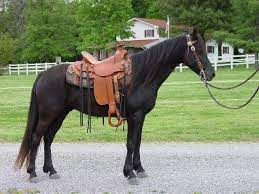 Champagne Blackout Tennessee Walking Horse Tennessee Walker Horse Walking Horse