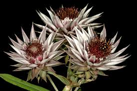 Image result for Macledium zeyheri