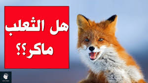نزل الثعلب في خم الدجاج ، فافترس منه ما استطاع أن يفترس ، وخرج مسرعا قبل أن تدركه ربة وبعد لحظات مر بالبئر ذئب ، فرأى الثعلب في قاعها ، فقال له : Ù‡Ù„ Ø§Ù„Ø«Ø¹Ù„Ø¨ Ù…Ø§ÙƒØ± ÙˆÙ…Ø§ Ø§Ù„Ø¯Ù„ÙŠÙ„ Ø¹Ù„Ù‰ Ø°Ù„Ùƒ Ø­Ù‚Ø§Ø¦Ù‚ Ù…Ø¯Ù‡Ø´Ø© Ù„Ø§ ØªØ¹Ø±ÙÙ‡Ø§ Ø¹Ù† Ø§Ù„Ø«Ø¹Ø§Ù„Ø¨ Youtube