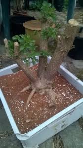 We did not find results for: Elderberry Bonsai Progression Album On Imgur