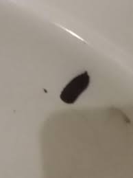 I've got a toilet that leaks at the base of the toilet. How To Get Rid Of Drain Worms In Toilet