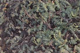 Image result for Suaeda vermiculata