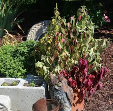 However, baking soda and sodium bicarbonate are different terms for the same thing since baking sodium bicarbonate is a white crystalline powder (nahco3) and it is also known as baking soda. Baking Soda For Plants 20 Clever Uses For Baking Soda In The Garden