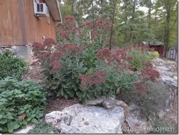 Butterfly attracting plants, container plants, culinary plants, cut flower plants, drought tolerant plants, fillers, insect attracting plants, medicinal plants, plants that attract birds, rabbit resistant plants. Dig Into Plants Autumn Joy Sedum Awf