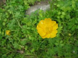 Image result for Ranunculus acris