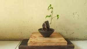 Bakalan Bonsai Mame Beringin Bibit Tanaman Berkebun Hobi Koleksi Bukalapak Com Inkuiri Com