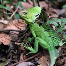 Rainforest Alliance Rainforestalliance We Just Spotted This Basilisk Lizard At Dos Aguas Falls In Costa Rica Last Week Wh Basilisk Lizard Lizard Basilisk