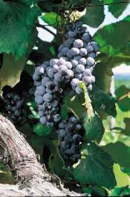 Growing Grapes In Northern Climates Grapes Growing Grapes Grape Vines