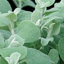 Image result for Helichrysum argyranthum