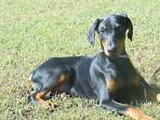 Doberman Pinscher Puppies and Dogs for sale near you