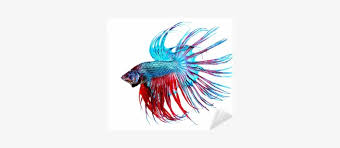 Depending on the initial type of i have a dragon scale betta, he was an iridescent white when i bought him (named him casper. Betta Fish Closeup Dragon Betta Fish Transparent Png 400x400 Free Download On Nicepng