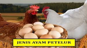 4 budidaya ayam ras petelur aspek pemasaran prospek pengembangan prospek pengembangan agribisnis budidaya ayam ras petelur salah satu penghasil hewani adalah ternak. Jenis Ayam Petelur Terbaik White Legorn Atau Hibrida Youtube