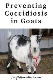 Preventing Coccidiosis The Thrifty Homesteader In 2020 Goats Goat Care Breeding Goats
