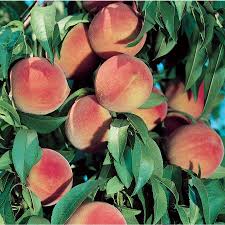 This damage is not serious unless populations are high, but once the terminals harden and become unattractive, the caterpillars begin boring into fruit. Dwarf Fruit Trees Buying Guide Peach Aesthetic Peach Fruit Aesthetic