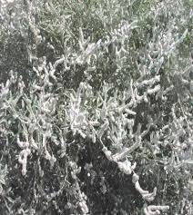 Image result for Aerva javanica